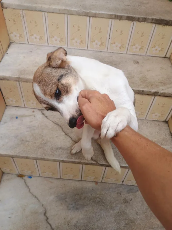 Cachorro raça SRD-ViraLata idade 1 ano nome Loly