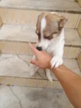 Loly