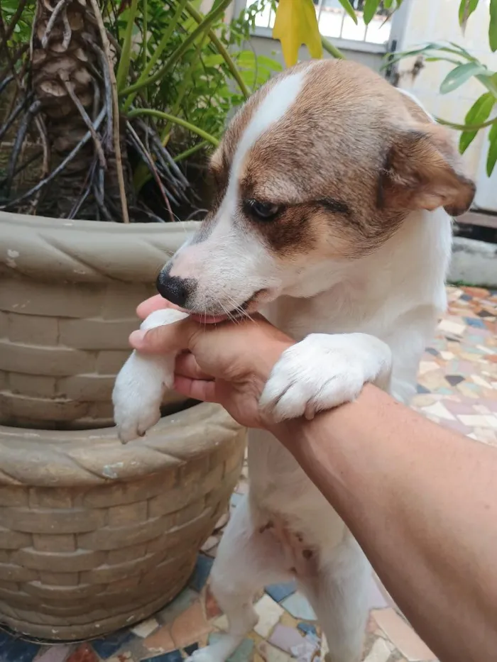 Cachorro raça SRD-ViraLata idade 1 ano nome Loly