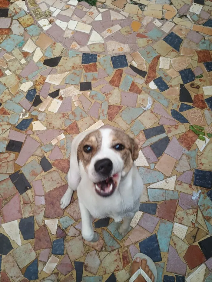 Cachorro raça SRD-ViraLata idade 1 ano nome Loly