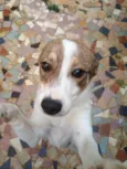 Loly