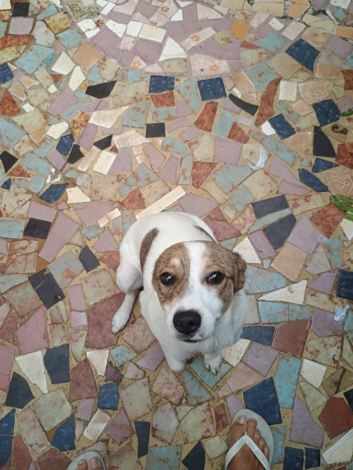 Cachorro raça SRD-ViraLata idade 1 ano nome Loly