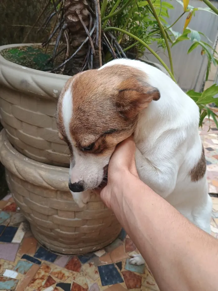 Cachorro raça SRD-ViraLata idade 1 ano nome Loly