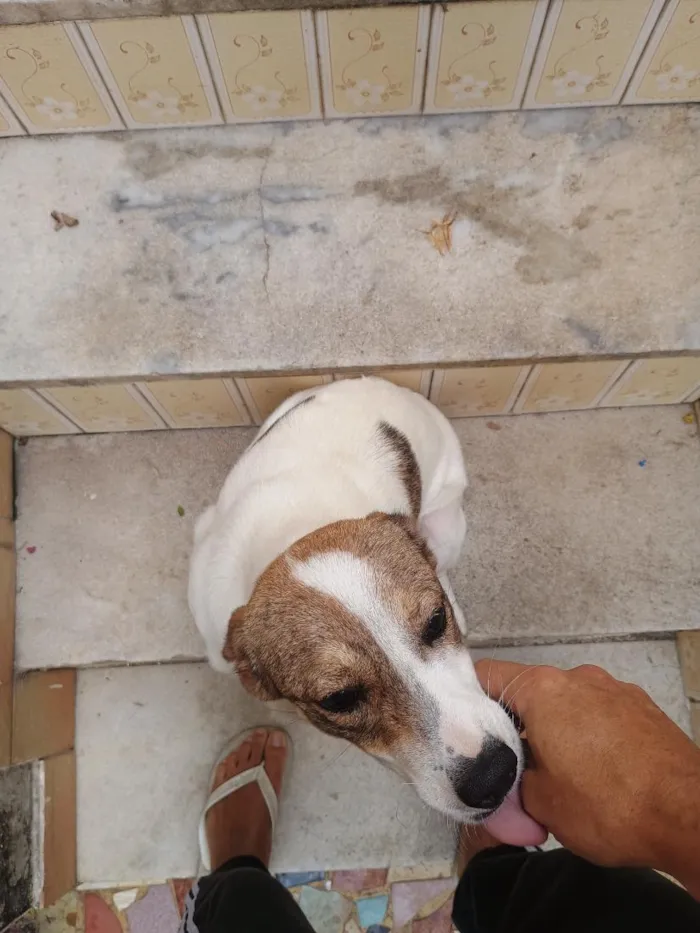 Cachorro raça SRD-ViraLata idade 1 ano nome Loly