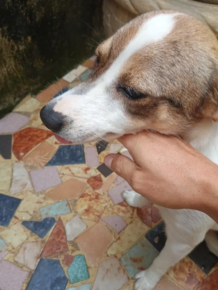 Cachorro raça SRD-ViraLata idade 1 ano nome Loly