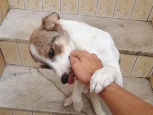 Cachorro raça SRD-ViraLata idade 1 ano nome Loly