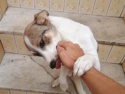 Cachorro raça SRD-ViraLata idade 1 ano nome Loly