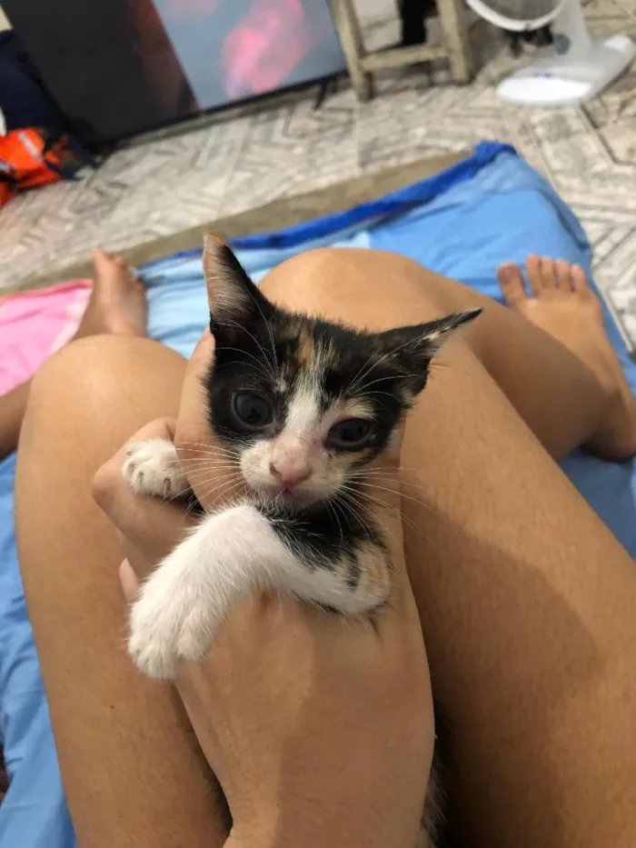 Gato raça SRD-ViraLata idade 2 a 6 meses nome não tem nome