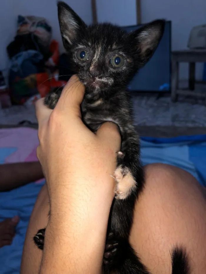 Gato raça SRD-ViraLata idade 2 a 6 meses nome não tem nome
