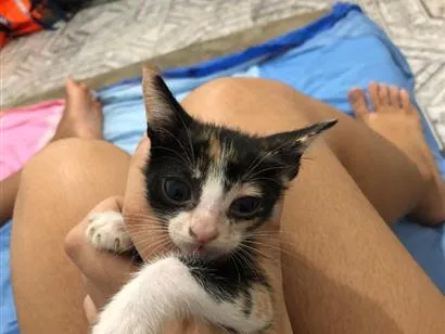 Gato raça SRD-ViraLata idade 2 a 6 meses nome não tem nome