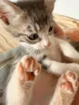 4 filhotinhos de gato