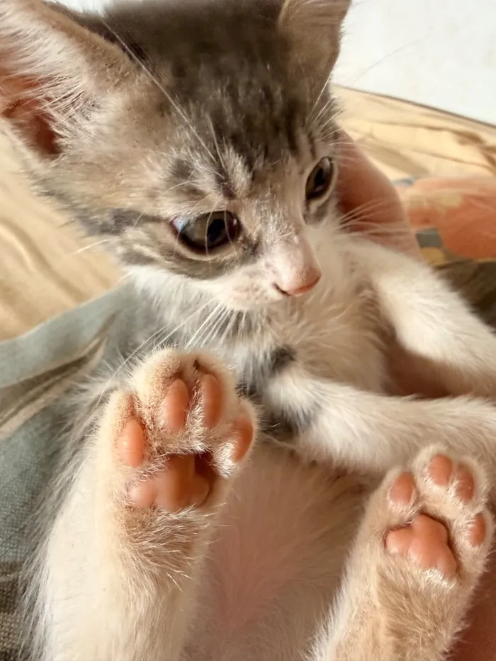 Gato raça SRD-ViraLata idade Abaixo de 2 meses nome 4 filhotinhos de gato