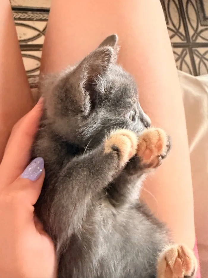Gato raça SRD-ViraLata idade Abaixo de 2 meses nome 4 filhotinhos de gato