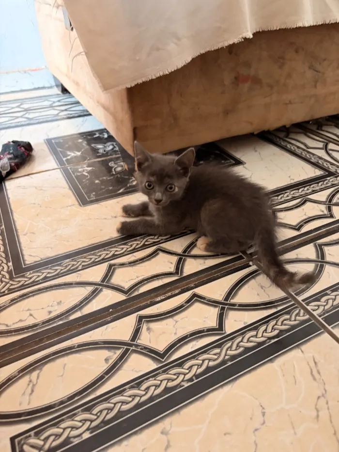 Gato raça SRD-ViraLata idade Abaixo de 2 meses nome 4 filhotinhos de gato