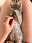 4 filhotinhos de gato