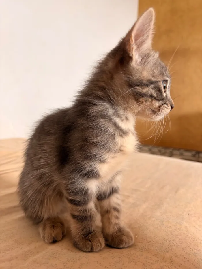 Gato raça SRD-ViraLata idade Abaixo de 2 meses nome 4 filhotinhos de gato