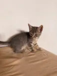 4 filhotinhos de gato