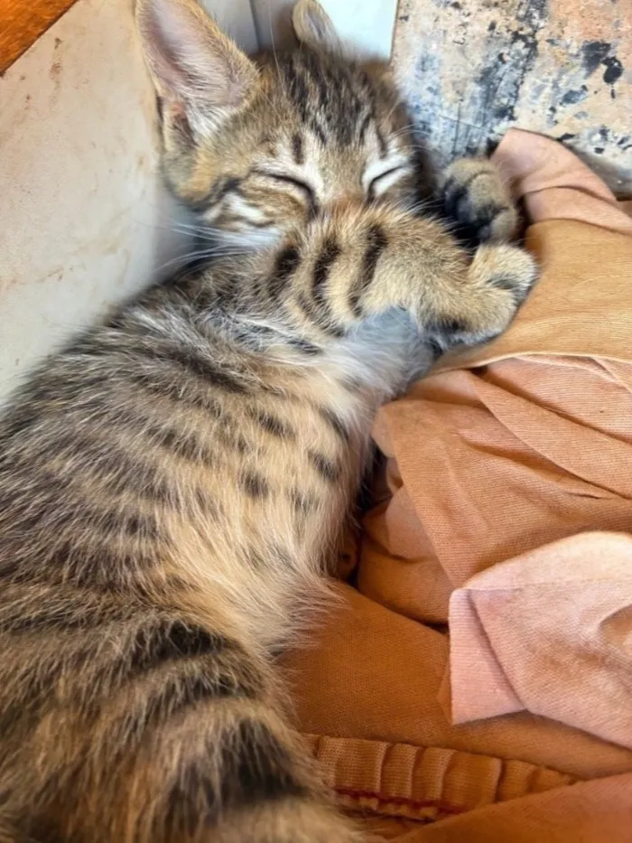 Gato raça SRD-ViraLata idade Abaixo de 2 meses nome 4 filhotinhos de gato