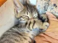 4 filhotinhos de gato