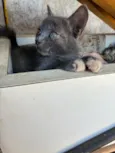 4 filhotinhos de gato