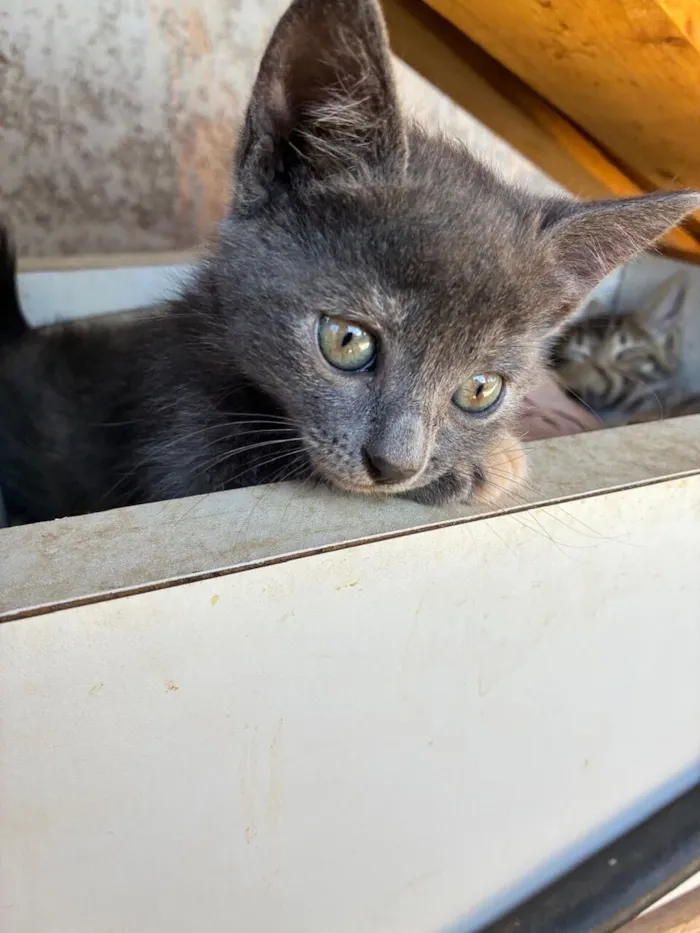 Gato raça SRD-ViraLata idade Abaixo de 2 meses nome 4 filhotinhos de gato
