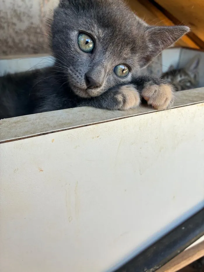 Gato raça SRD-ViraLata idade Abaixo de 2 meses nome 4 filhotinhos de gato