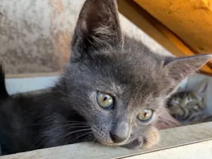 Gato raça SRD-ViraLata idade Abaixo de 2 meses nome 4 filhotinhos de gato