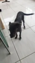 delicada 