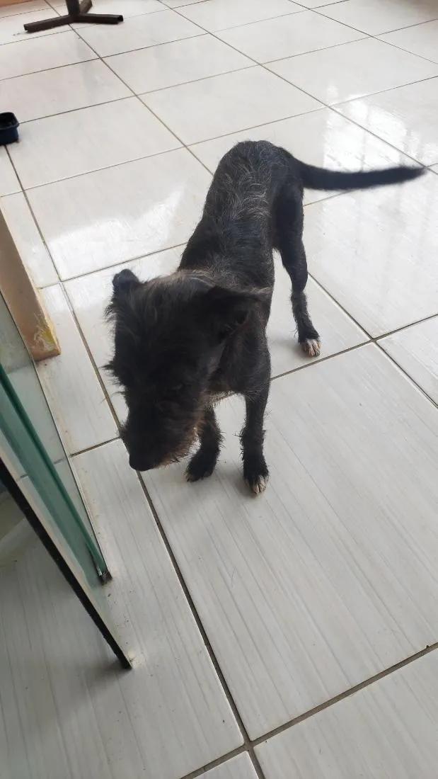 Cachorro raça SRD-ViraLata idade 2 a 6 meses nome delicada 