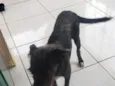 delicada 