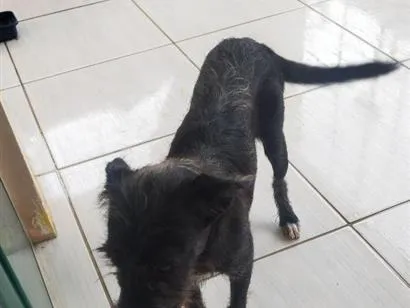 Cachorro raça SRD-ViraLata idade 2 a 6 meses nome delicada 