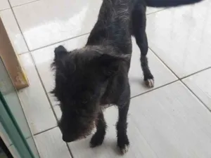 Cachorro raça SRD-ViraLata idade 2 a 6 meses nome delicada 