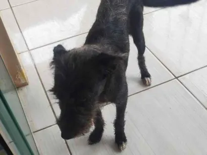 Cachorro raça SRD-ViraLata idade 2 a 6 meses nome delicada 