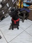 Nala