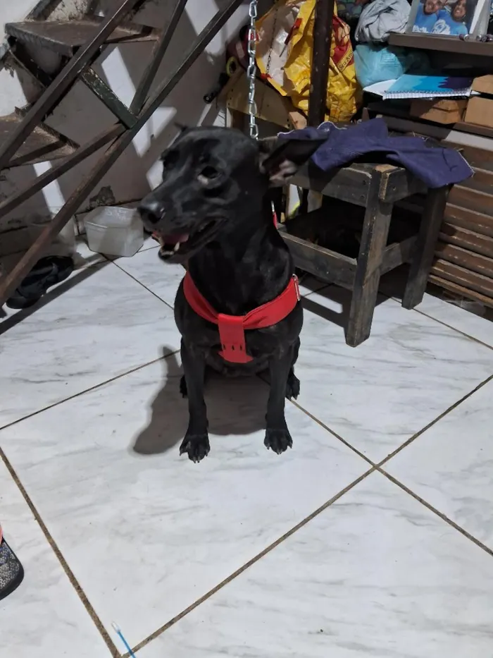 Cachorro raça SRD-ViraLata idade 3 anos nome Nala