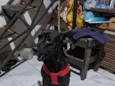 Nala