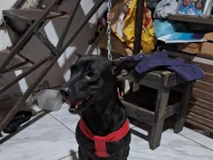 Cachorro raça SRD-ViraLata idade 3 anos nome Nala