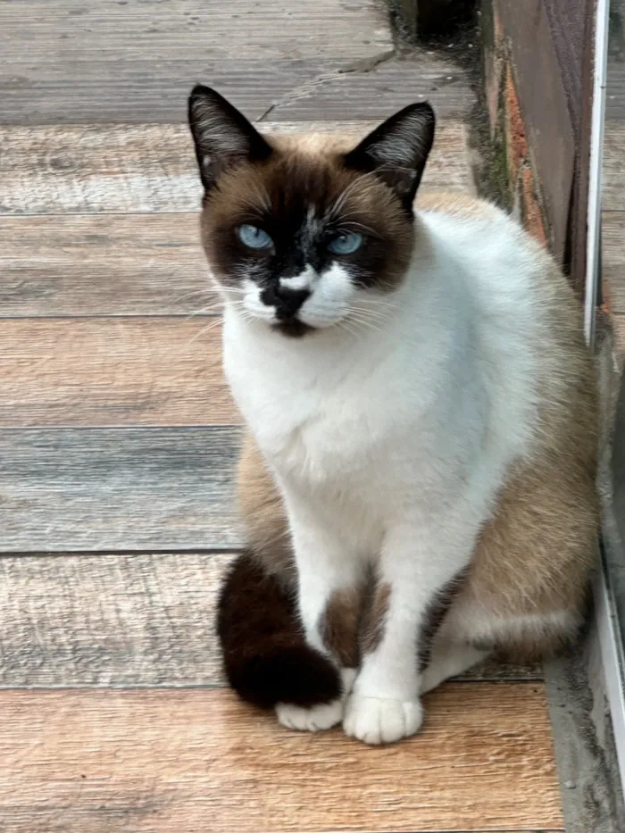 Gato raça Siamês idade 4 anos nome Micaela 