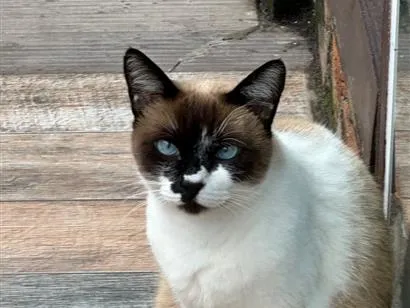 Gato raça Siamês idade 4 anos nome Micaela 