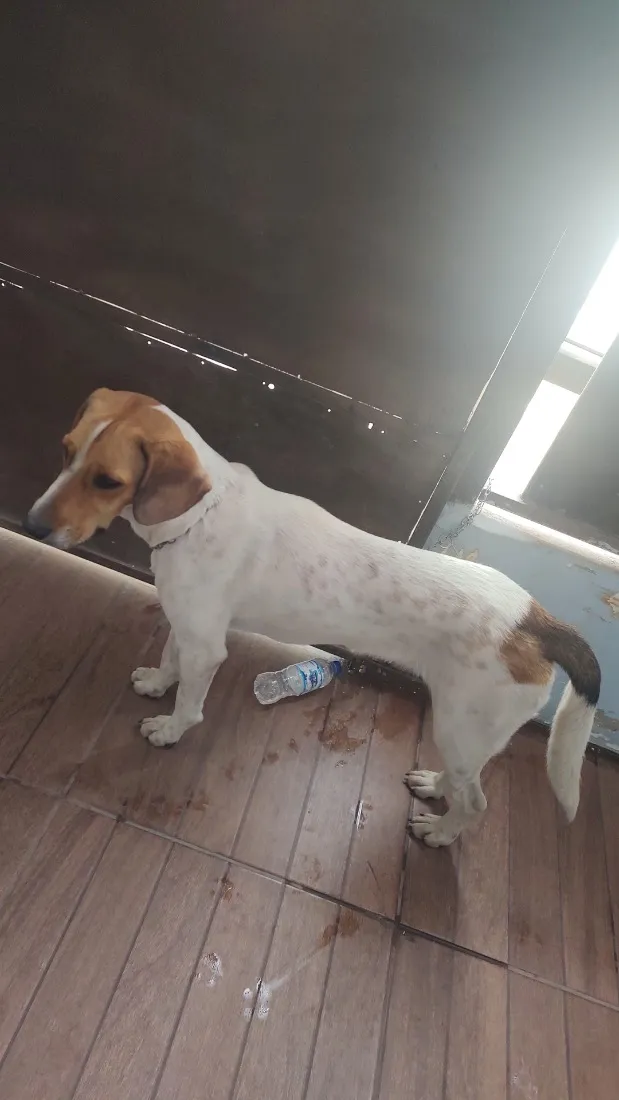 Cachorro raça Perdigueiro idade 7 a 11 meses nome Safira 