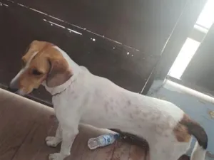 Cachorro raça Perdigueiro idade 7 a 11 meses nome Safira 