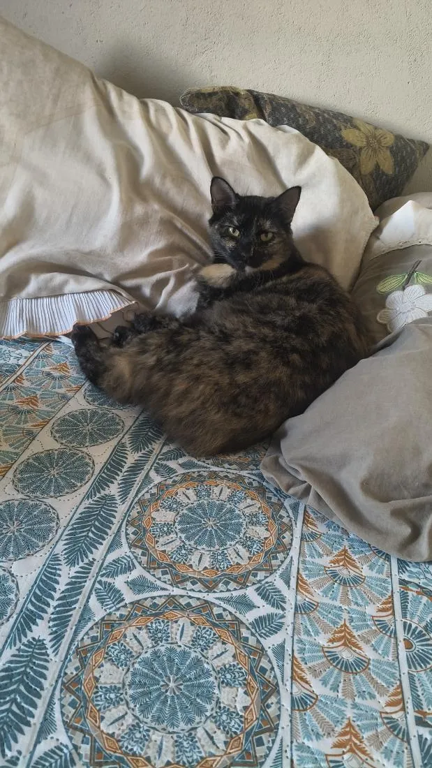 Gato raça SRD-ViraLata idade 1 ano nome Brisa