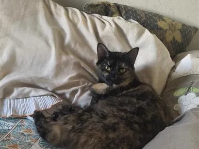 Gato raça SRD-ViraLata idade 1 ano nome Brisa