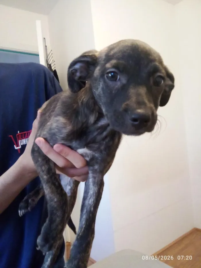 Cachorro raça SRD-ViraLata idade 2 a 6 meses nome Torrada