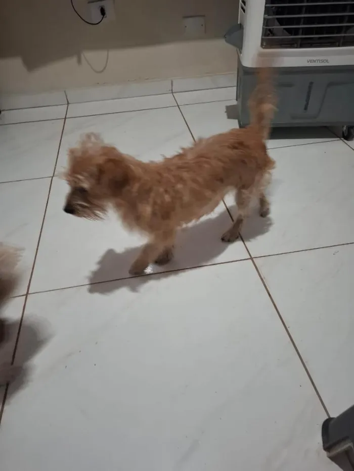 Cachorro raça SRD-ViraLata idade 7 a 11 meses nome Mel 