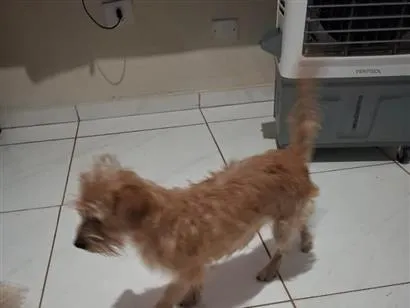 Cachorro raça SRD-ViraLata idade 7 a 11 meses nome Mel 