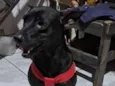 Nala