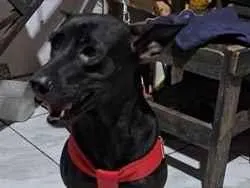 Cachorro raça SRD-ViraLata idade 3 anos nome Nala