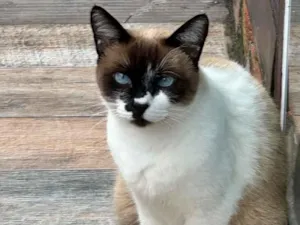 Gato raça Siamês idade 4 anos nome Micaela 
