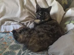 Gato raça SRD-ViraLata idade 1 ano nome Brisa